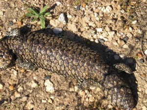 Stumpy-Tailed Lizards seem to be everywhere here.
