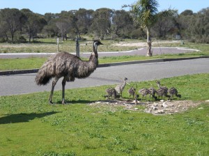 We saw many emus with chicks but this was the only one who wasn't camera shy