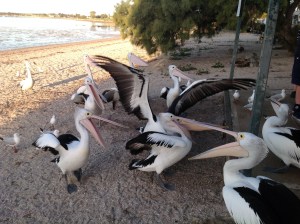 Pelican Paradise