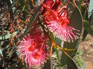 Arboretum - Coral Gum