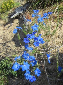 Blue Leschenaultia?