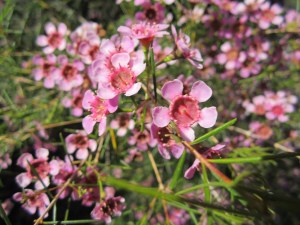 Geraldton Wax - I hope