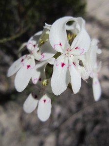 I think these are Cow-licks