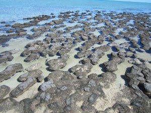 Stromatolites at Hamlin Pool