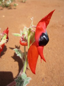 Stuart Desert Pea