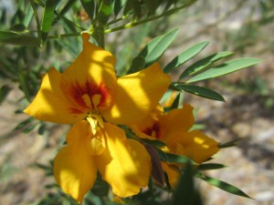 Our guide referred to this as a Butterfly Bush/Tree