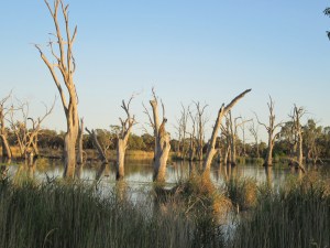 Kingston on the Murray